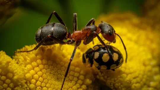 Kinderleicht erklärt — Die spannenden Abenteuer der Ameisen