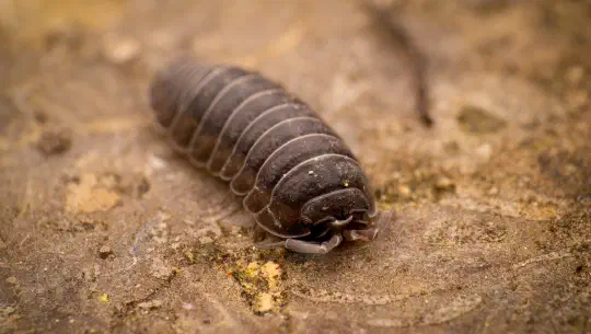 Auch Nachhaltigkeit kann inszeniert sein