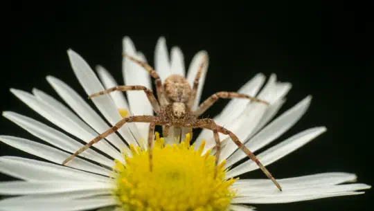 Ein Lied im Blätterrascheln