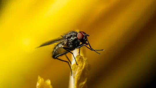 „Pfui“, sagt der Pudel – Eine Stubenfliege im Hundesalon