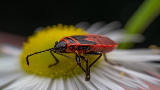 Fabelhaft rot gegen Klischees
