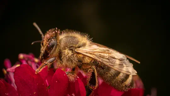 Kinderleicht erklärt — Das sind die größten Gefahren für Bienen