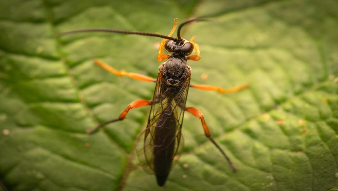 Den großen Ruhm knapp verpasst – aber ich freue mich trotzdem!