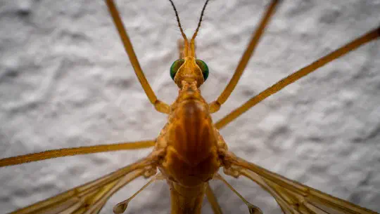 Die spanische Mücke