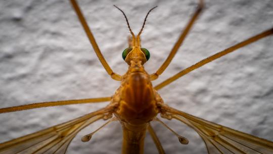 Die spanische Mücke