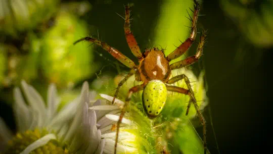 Die Spinne und die Altbauwohnung