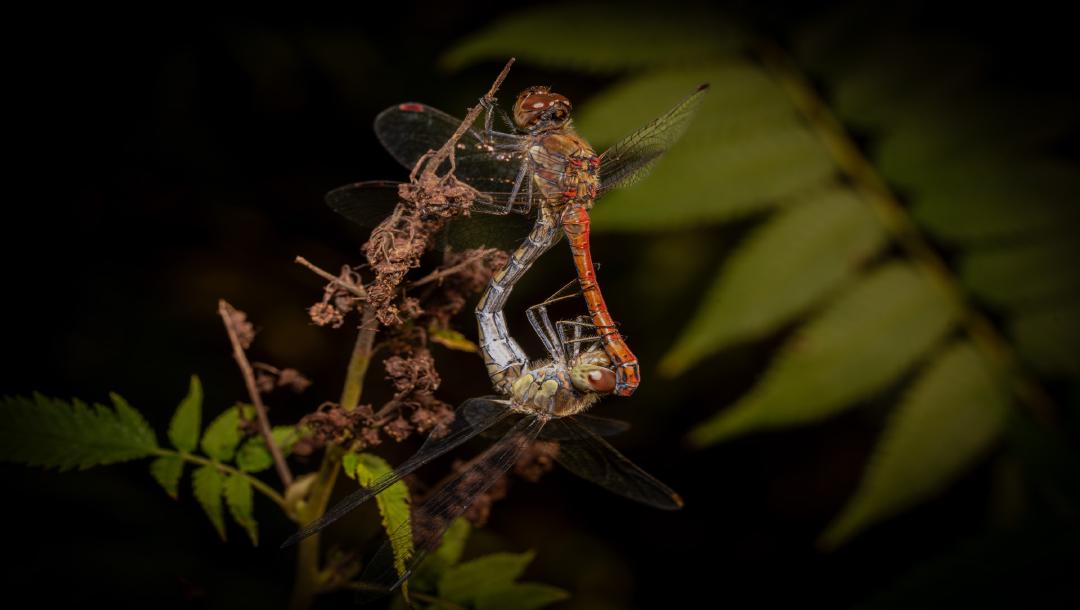 Tanz aus Liebe — ein exklusives Interview