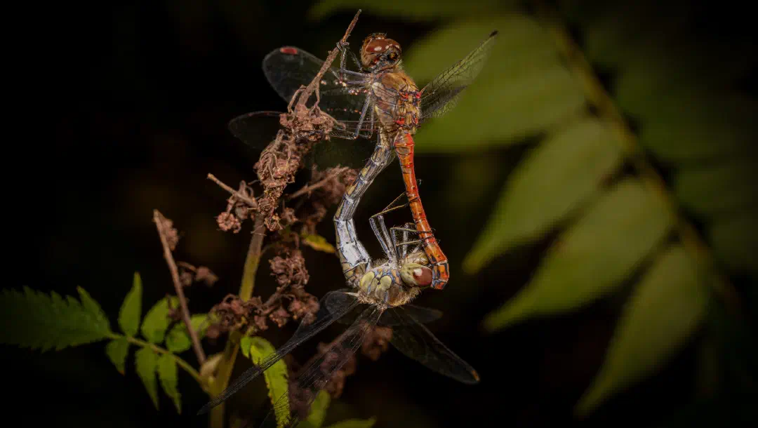 Tanz aus Liebe — ein exklusives Interview