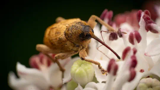 Franz und sein Einsatz für Insekten: Wieso sind Solaranlagen ein Insektenmagnet?