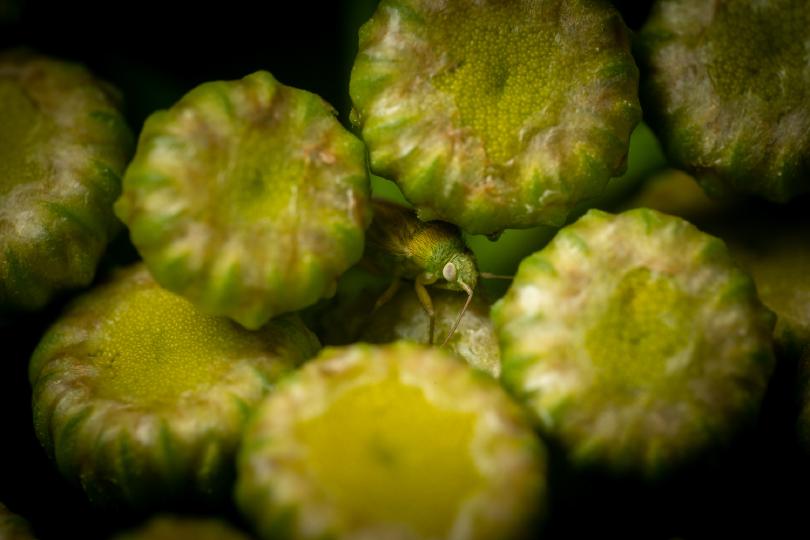 „Der versteckte Beobachter“ – diese Weichwanze fragt sich vermutlich, was der Kerl mit dem Makro-Objektiv da so vorhat