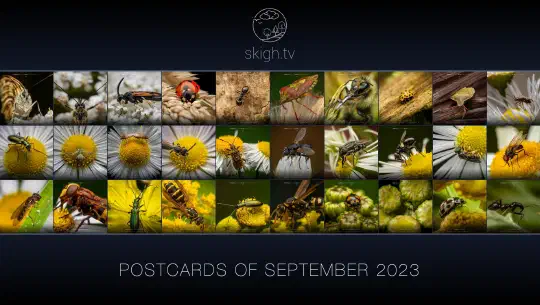 Erster Monat „Kleine Wesen – große Verantwortung“