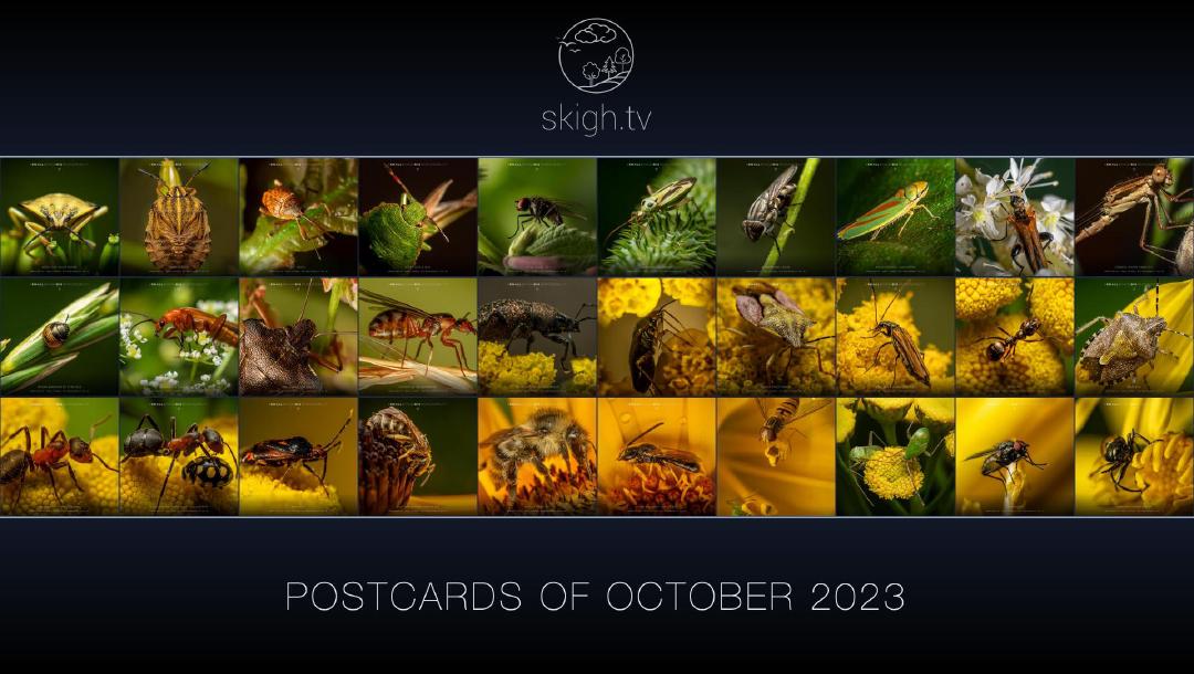 Im Oktober auf skigh.tv