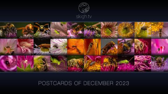 Im Dezember auf skigh.tv