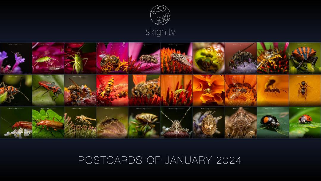 Im Januar auf skigh.tv