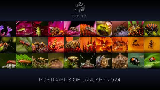 Im Januar auf skigh.tv