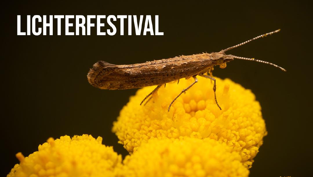 Episode 1: Lichterfestival