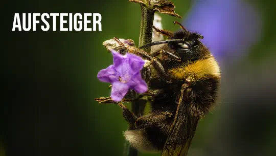 Episode 2: Aufsteiger