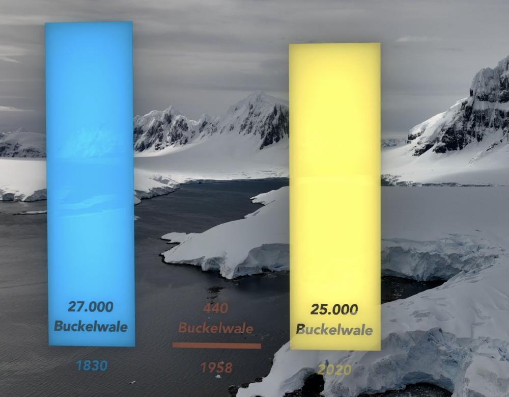 Buckelwalbestand in der Antarktis im Verlauf der Zeit