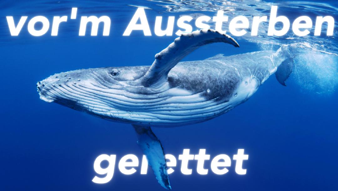 Walfangverbote wirken!