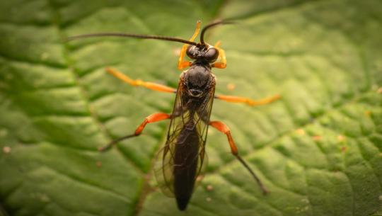 Episode 6: Den großen Ruhm knapp verpasst
