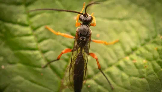Episode 6: Den großen Ruhm knapp verpasst
