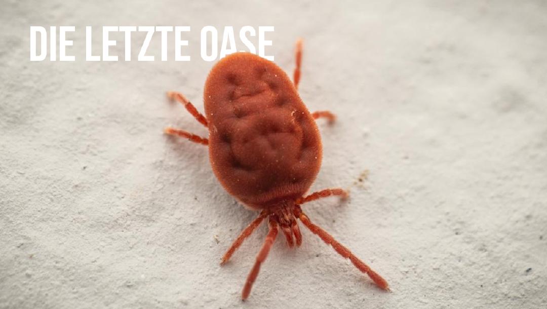 Episode 7: Die letzte Oase