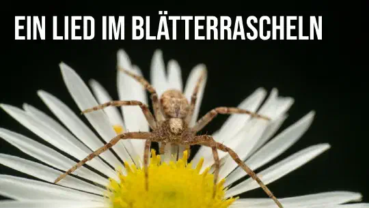 Episode 9: Ein Lied im Blätterrascheln