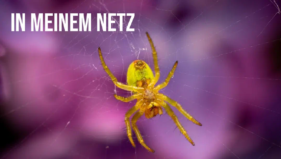 Episode 11: In einem Netz