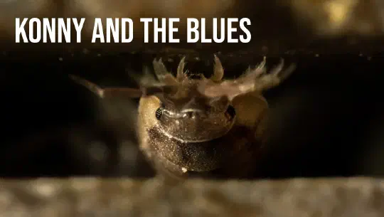 Episode 13: Konny and the blues