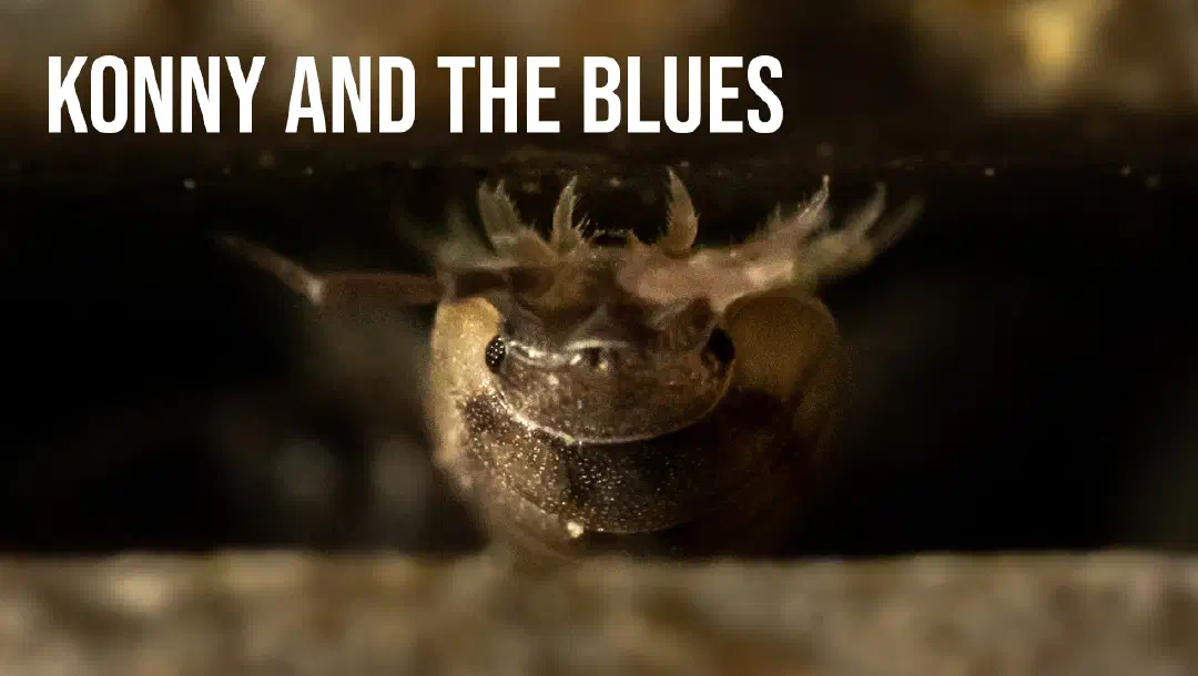 Episode 13: Konny and the blues