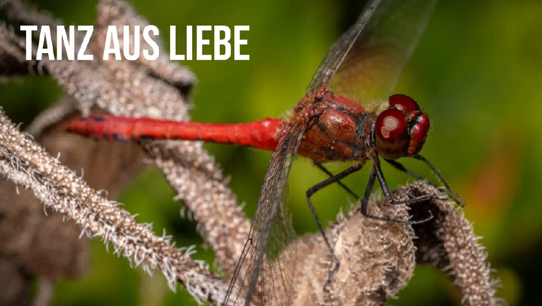 Episode 16: Tanz aus Liebe