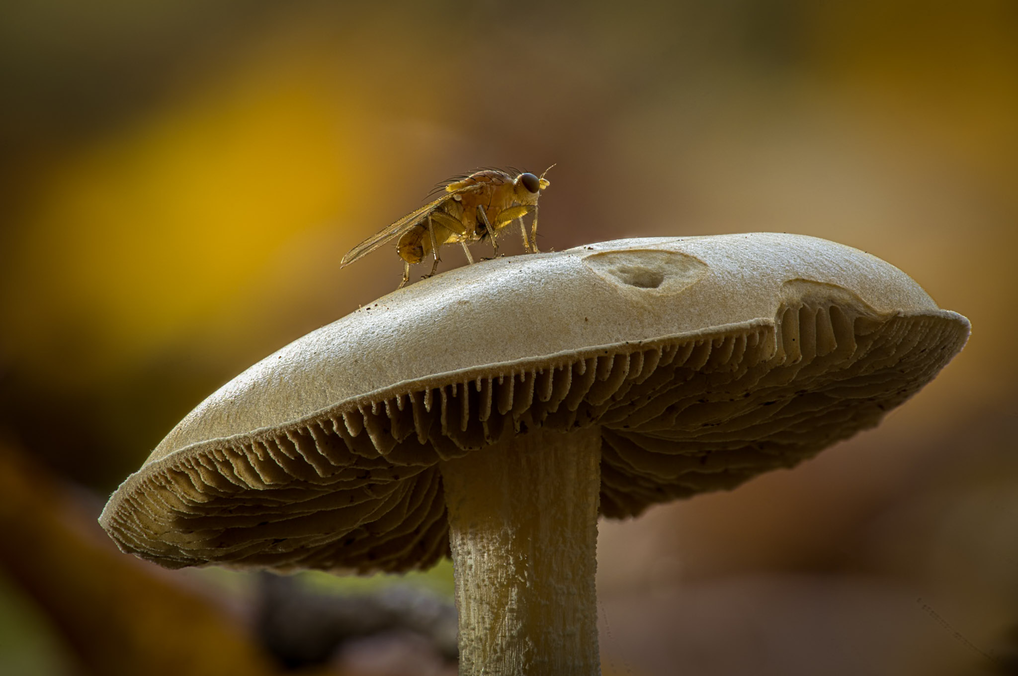 Kleines Wesen auf großem Pilz