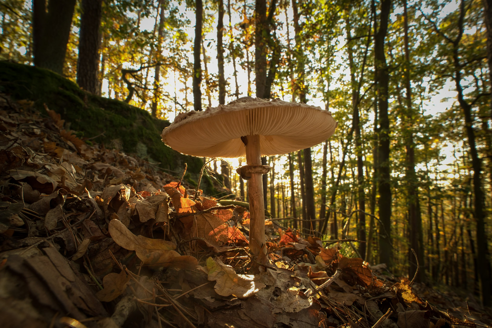 Ob&rsquo;s wohl bald parallel zu unseren Kleinen Wesen ein Pilz-Projekt gibt?